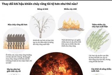 Biến đổi khí hậu khiến nạn cháy rừng tồi tệ thế nào?