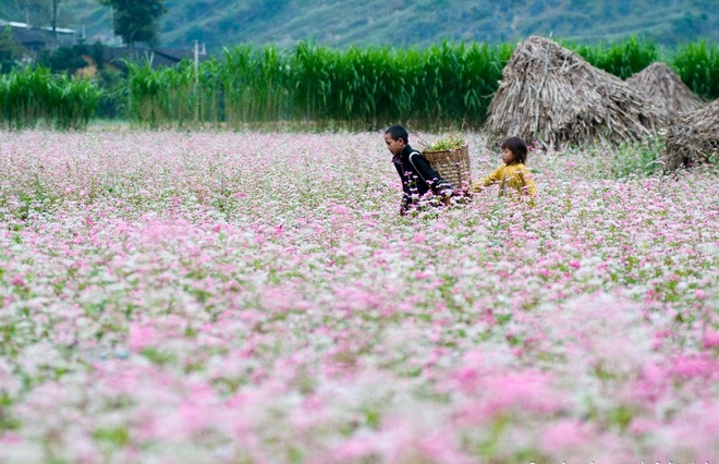 Dệt những mùa hoa trên đá