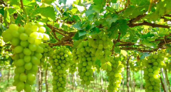 Nhiều hoạt động đặc sắc tại lễ hội Nho và Vang Ninh Thuận năm 2023